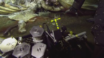Media type: image;   Invertebrate Zoology 153118 Description: live specimen;